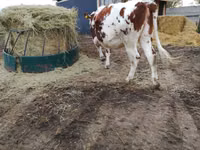 Ng'ombe jike, Simmental cattle — picha 3
