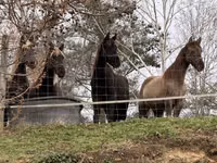Stute, Rocky Mountain Horse — Foto 3