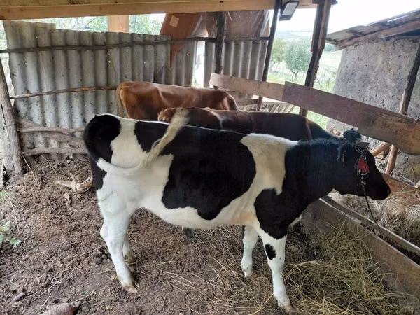 Ng'ombe dume, Russian Black pied cattle