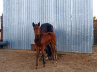 Farasi jike, Arabian horse — picha 2