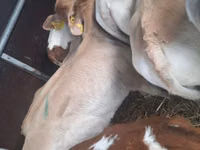 Bull, Simmental cattle — photo 1