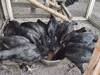 Chickens — photo 6