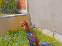 Chickens — picha 3