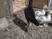 Chickens — photo 3