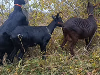 Mbuzi jike, Murcia-Granada goats — picha 5