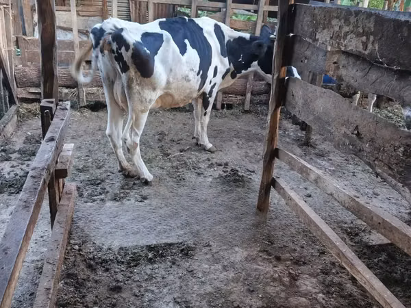 Ng'ombe jike, Banda la Holstein