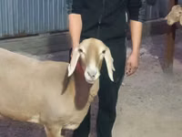 نعجة, Rhon sheep — الصورة 5