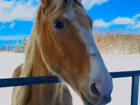 Hengst, Racking Horse — Foto 4