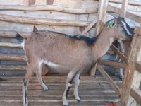 Ziegen (Partie, Geschlecht nicht angegeben), Nubian Goat — Foto 3