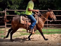 घोड़ी, Standardbred — फ़ोटो 6