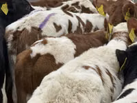 मवेशी (लॉट, लिंग निर्दिष्ट नहीं), Simmental cattle — फ़ोटो 4