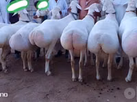 Ram, Sheep — photo 2