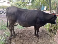 Kuh, Swiss cattle — Foto 2