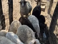 نعجة, Merino sheep — الصورة 7