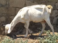 Cabra, Saanen goat — foto 1