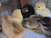 Pekin Bantam — picha 2