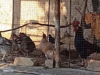 Chickens — photo 4