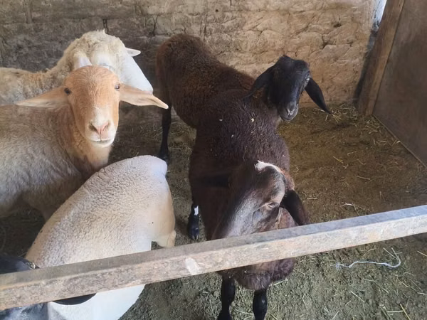 Kondoo jike, Tian-Shan semifinewool sheep