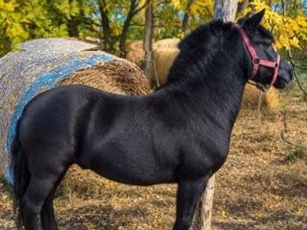 Farasi dume, Farasi