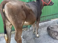Ng'ombe jike, Swiss cattle — picha 1