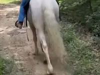Caballo, Kentucky mountain daddle horse — foto 2