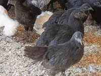 Ayam Cemani — Foto 4