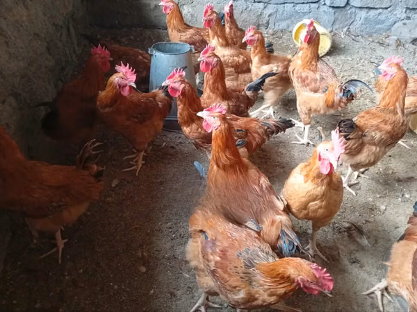 Chickens