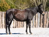 فرس, Mule — الصورة 1