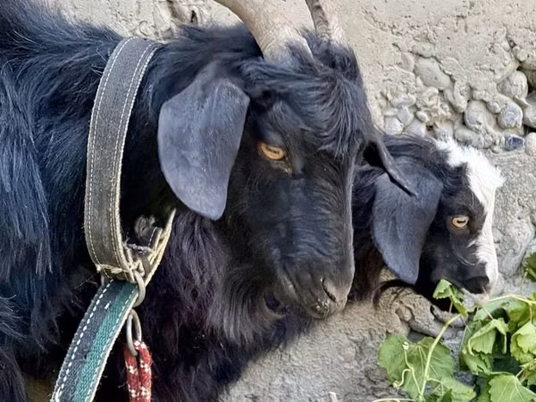 Mbuzi jike, Mbuzi