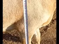 Carnero, Arashan sheep — foto 3