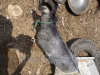 Mbuzi jike, West African dwarf goats — picha 3