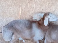 Ram, Arashan sheep — photo 1