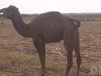 إبل (دفعة، الجنس غير محدد), Kazakh Bactrian camel — الصورة 1