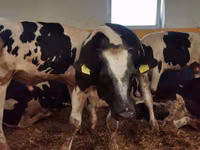 Ng'ombe dume, Simmental cattle — picha 5