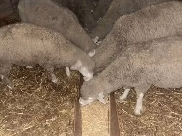 मेढ़ा, Ile-de-France sheep