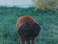 كبش, Qashqai sheep — الصورة 3