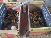 Chickens — Foto 2