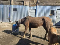 Yegua, Altai horse — foto 3