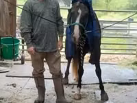 Hengst, Rocky Mountain Horse — Foto 7