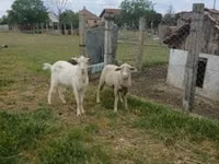 كبش, Merino sheep — الصورة 2