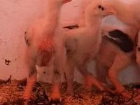 Chickens — 照片 8