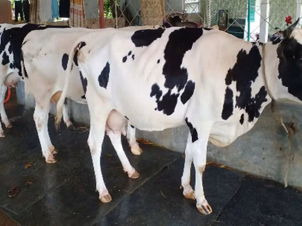गाय, गोलस्टीन नस्ल