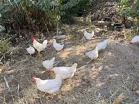 Leghorn — Foto 6