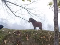 Конь, Лошади — фото 5
