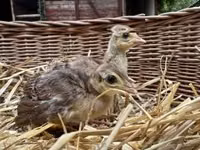 Guinea fowl — 照片 3