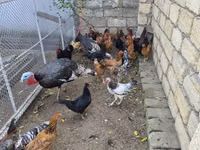 Chickens — 照片 6