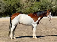 Caballo, American paint horse — foto 1
