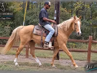 Horse (M), Palomino — photo 2