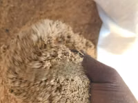 Camel Fattening Meal (Chakula Cha Kunenepesha Ngamia) — picha 2