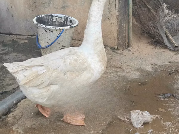 चीनी — केन्या